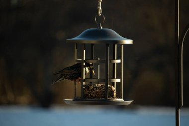 Bu görüntünün parıltısı çok güzel görünüyor. Güneş, altın ışığını bu siyah metal besleyicisinin görüntüsüne yansıtıyor. Güzel, siyah bir sığırcık kuşu yiyecek için ziyarete gelmiş..