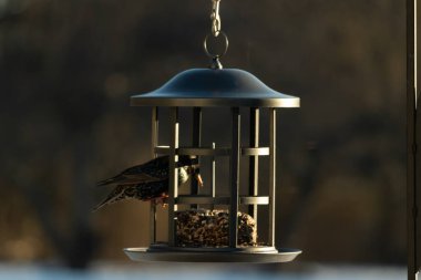 Bu görüntünün parıltısı çok güzel görünüyor. Güneş, altın ışığını bu siyah metal besleyicisinin görüntüsüne yansıtıyor. Güzel, siyah bir sığırcık kuşu yiyecek için ziyarete gelmiş..