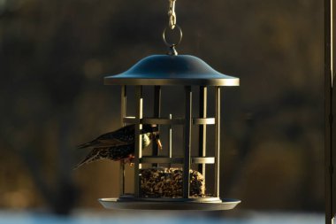 Bu görüntünün parıltısı çok güzel görünüyor. Güneş, altın ışığını bu siyah metal besleyicisinin görüntüsüne yansıtıyor. Güzel, siyah bir sığırcık kuşu yiyecek için ziyarete gelmiş..