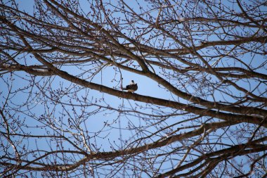 Bu güzel, yas tutan güvercin bu ağacın dalına tünemişti. Küçük şirin kuş tehlikeden korunuyor. Ağacın dalları yakında çiçek olacak tomurcukları itiyor. Bahar geliyor..