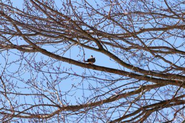 Bu güzel, yas tutan güvercin bu ağacın dalına tünemişti. Küçük şirin kuş tehlikeden korunuyor. Ağacın dalları yakında çiçek olacak tomurcukları itiyor. Bahar geliyor..