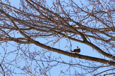 Bu güzel, yas tutan güvercin bu ağacın dalına tünemişti. Küçük şirin kuş tehlikeden korunuyor. Ağacın dalları yakında çiçek olacak tomurcukları itiyor. Bahar geliyor..