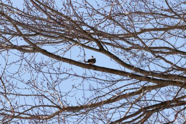 Bu güzel, yas tutan güvercin bu ağacın dalına tünemişti. Küçük şirin kuş tehlikeden korunuyor. Ağacın dalları yakında çiçek olacak tomurcukları itiyor. Bahar geliyor..