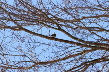 Bu güzel, yas tutan güvercin bu ağacın dalına tünemişti. Küçük şirin kuş tehlikeden korunuyor. Ağacın dalları yakında çiçek olacak tomurcukları itiyor. Bahar geliyor..