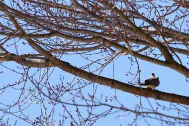 Bu güzel, yas tutan güvercin bu ağacın dalına tünemişti. Küçük şirin kuş tehlikeden korunuyor. Ağacın dalları yakında çiçek olacak tomurcukları itiyor. Bahar geliyor..