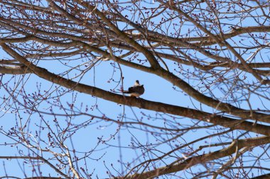 Bu güzel, yas tutan güvercin bu ağacın dalına tünemişti. Küçük şirin kuş tehlikeden korunuyor. Ağacın dalları yakında çiçek olacak tomurcukları itiyor. Bahar geliyor..