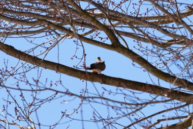 Bu güzel, yas tutan güvercin bu ağacın dalına tünemişti. Küçük şirin kuş tehlikeden korunuyor. Ağacın dalları yakında çiçek olacak tomurcukları itiyor. Bahar geliyor..