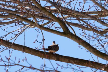Bu güzel, yas tutan güvercin bu ağacın dalına tünemişti. Küçük şirin kuş tehlikeden korunuyor. Ağacın dalları yakında çiçek olacak tomurcukları itiyor. Bahar geliyor..