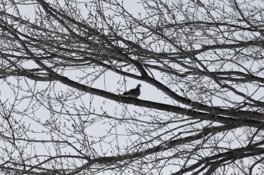 Bu güzel, yas tutan güvercin bu ağacın dalına tünemişti. Küçük şirin kuş tehlikeden korunuyor. Ağacın dalları yakında çiçek olacak tomurcukları itiyor. Bahar geliyor..