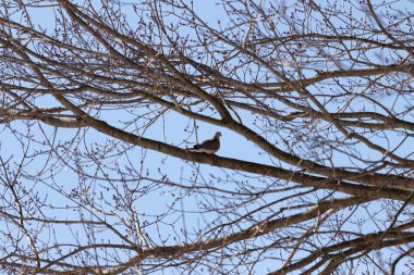 Bu güzel, yas tutan güvercin bu ağacın dalına tünemişti. Küçük şirin kuş tehlikeden korunuyor. Ağacın dalları yakında çiçek olacak tomurcukları itiyor. Bahar geliyor..
