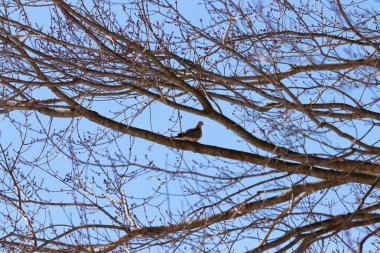 Bu güzel, yas tutan güvercin bu ağacın dalına tünemişti. Küçük şirin kuş tehlikeden korunuyor. Ağacın dalları yakında çiçek olacak tomurcukları itiyor. Bahar geliyor..