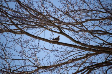 Bu güzel, yas tutan güvercin bu ağacın dalına tünemişti. Küçük şirin kuş tehlikeden korunuyor. Ağacın dalları yakında çiçek olacak tomurcukları itiyor. Bahar geliyor..
