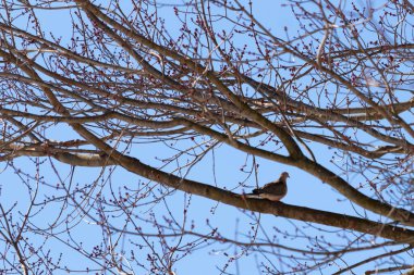 Bu güzel, yas tutan güvercin bu ağacın dalına tünemişti. Küçük şirin kuş tehlikeden korunuyor. Ağacın dalları yakında çiçek olacak tomurcukları itiyor. Bahar geliyor..