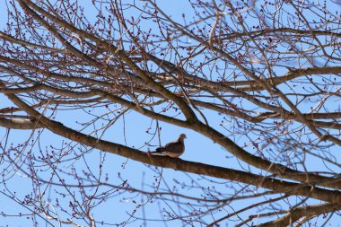 Bu güzel, yas tutan güvercin bu ağacın dalına tünemişti. Küçük şirin kuş tehlikeden korunuyor. Ağacın dalları yakında çiçek olacak tomurcukları itiyor. Bahar geliyor..