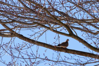 Bu güzel, yas tutan güvercin bu ağacın dalına tünemişti. Küçük şirin kuş tehlikeden korunuyor. Ağacın dalları yakında çiçek olacak tomurcukları itiyor. Bahar geliyor..