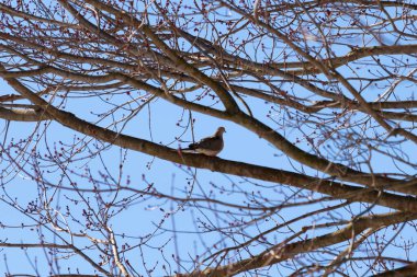 Bu güzel, yas tutan güvercin bu ağacın dalına tünemişti. Küçük şirin kuş tehlikeden korunuyor. Ağacın dalları yakında çiçek olacak tomurcukları itiyor. Bahar geliyor..