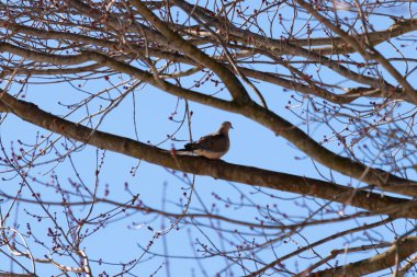 Bu güzel, yas tutan güvercin bu ağacın dalına tünemişti. Küçük şirin kuş tehlikeden korunuyor. Ağacın dalları yakında çiçek olacak tomurcukları itiyor. Bahar geliyor..