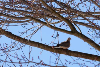 Bu güzel, yas tutan güvercin bu ağacın dalına tünemişti. Küçük şirin kuş tehlikeden korunuyor. Ağacın dalları yakında çiçek olacak tomurcukları itiyor. Bahar geliyor..