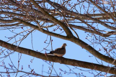 Bu güzel, yas tutan güvercin bu ağacın dalına tünemişti. Küçük şirin kuş tehlikeden korunuyor. Ağacın dalları yakında çiçek olacak tomurcukları itiyor. Bahar geliyor..