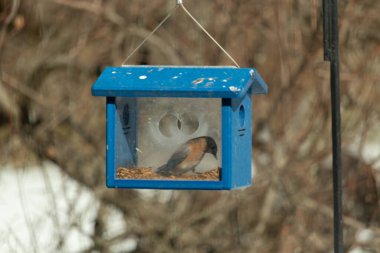 Bu küçük şirin mavi kuş bu görüntüde besleyiciye geldi. Ayaklarının her tarafında kurtçuklar var. Bu kutu da onun için güvenli bir yer. Paslı turuncu göbekli mavi tüyler öne çıkıyor..