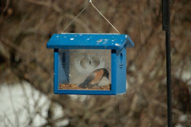 Bu küçük şirin mavi kuş bu görüntüde besleyiciye geldi. Ayaklarının her tarafında kurtçuklar var. Bu kutu da onun için güvenli bir yer. Paslı turuncu göbekli mavi tüyler öne çıkıyor..