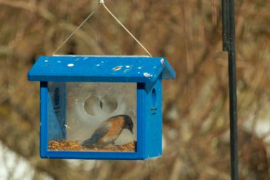 Bu küçük şirin mavi kuş bu görüntüde besleyiciye geldi. Ayaklarının her tarafında kurtçuklar var. Bu kutu da onun için güvenli bir yer. Paslı turuncu göbekli mavi tüyler öne çıkıyor..