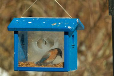 Bu küçük şirin mavi kuş bu görüntüde besleyiciye geldi. Ayaklarının her tarafında kurtçuklar var. Bu kutu da onun için güvenli bir yer. Paslı turuncu göbekli mavi tüyler öne çıkıyor..