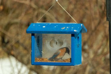 Bu küçük şirin mavi kuş bu görüntüde besleyiciye geldi. Ayaklarının her tarafında kurtçuklar var. Bu kutu da onun için güvenli bir yer. Paslı turuncu göbekli mavi tüyler öne çıkıyor..