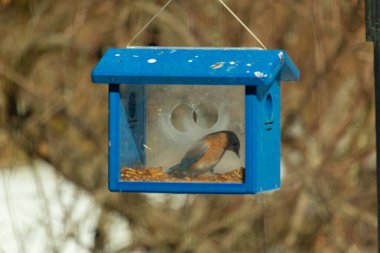 Bu küçük şirin mavi kuş bu görüntüde besleyiciye geldi. Ayaklarının her tarafında kurtçuklar var. Bu kutu da onun için güvenli bir yer. Paslı turuncu göbekli mavi tüyler öne çıkıyor..