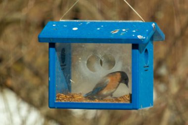 Bu küçük şirin mavi kuş bu görüntüde besleyiciye geldi. Ayaklarının her tarafında kurtçuklar var. Bu kutu da onun için güvenli bir yer. Paslı turuncu göbekli mavi tüyler öne çıkıyor..