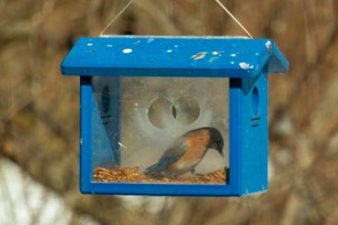 Bu küçük şirin mavi kuş bu görüntüde besleyiciye geldi. Ayaklarının her tarafında kurtçuklar var. Bu kutu da onun için güvenli bir yer. Paslı turuncu göbekli mavi tüyler öne çıkıyor..