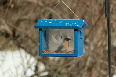 Bu küçük şirin mavi kuş bu görüntüde besleyiciye geldi. Ayaklarının her tarafında kurtçuklar var. Bu kutu da onun için güvenli bir yer. Paslı turuncu göbekli mavi tüyler öne çıkıyor..