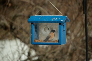 Bu küçük şirin mavi kuş bu görüntüde besleyiciye geldi. Ayaklarının her tarafında kurtçuklar var. Bu kutu da onun için güvenli bir yer. Paslı turuncu göbekli mavi tüyler öne çıkıyor..