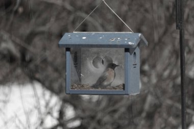 Bu küçük şirin mavi kuş bu görüntüde besleyiciye geldi. Ayaklarının her tarafında kurtçuklar var. Bu kutu da onun için güvenli bir yer. Paslı turuncu göbekli mavi tüyler öne çıkıyor..