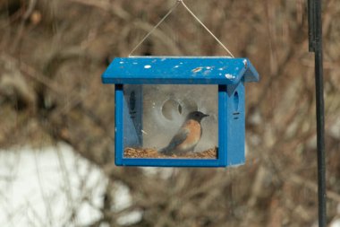 Bu küçük şirin mavi kuş bu görüntüde besleyiciye geldi. Ayaklarının her tarafında kurtçuklar var. Bu kutu da onun için güvenli bir yer. Paslı turuncu göbekli mavi tüyler öne çıkıyor..