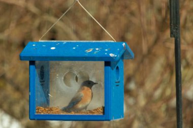 Bu küçük şirin mavi kuş bu görüntüde besleyiciye geldi. Ayaklarının her tarafında kurtçuklar var. Bu kutu da onun için güvenli bir yer. Paslı turuncu göbekli mavi tüyler öne çıkıyor..