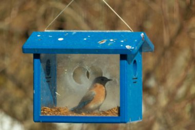 Bu küçük şirin mavi kuş bu görüntüde besleyiciye geldi. Ayaklarının her tarafında kurtçuklar var. Bu kutu da onun için güvenli bir yer. Paslı turuncu göbekli mavi tüyler öne çıkıyor..