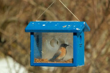 Bu küçük şirin mavi kuş bu görüntüde besleyiciye geldi. Ayaklarının her tarafında kurtçuklar var. Bu kutu da onun için güvenli bir yer. Paslı turuncu göbekli mavi tüyler öne çıkıyor..
