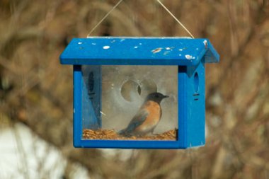 Bu küçük şirin mavi kuş bu görüntüde besleyiciye geldi. Ayaklarının her tarafında kurtçuklar var. Bu kutu da onun için güvenli bir yer. Paslı turuncu göbekli mavi tüyler öne çıkıyor..
