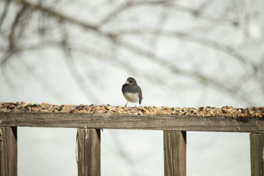 Bu siyah gözlü junco ahşap korkuluklara geldi. Kuş yemi bu kuşun etrafına saçılmış. Bu kuşun bir diğer adı da kar kuşu. Beyaz göbekli siyah tüyler çok tatlı görünüyor..