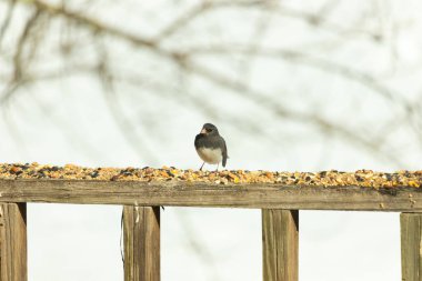 Bu siyah gözlü junco ahşap korkuluklara geldi. Kuş yemi bu kuşun etrafına saçılmış. Bu kuşun bir diğer adı da kar kuşu. Beyaz göbekli siyah tüyler çok tatlı görünüyor..