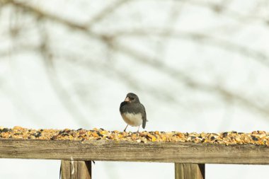 Bu siyah gözlü junco ahşap korkuluklara geldi. Kuş yemi bu kuşun etrafına saçılmış. Bu kuşun bir diğer adı da kar kuşu. Beyaz göbekli siyah tüyler çok tatlı görünüyor..