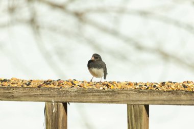 Bu siyah gözlü junco ahşap korkuluklara geldi. Kuş yemi bu kuşun etrafına saçılmış. Bu kuşun bir diğer adı da kar kuşu. Beyaz göbekli siyah tüyler çok tatlı görünüyor..