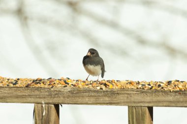 Bu siyah gözlü junco ahşap korkuluklara geldi. Kuş yemi bu kuşun etrafına saçılmış. Bu kuşun bir diğer adı da kar kuşu. Beyaz göbekli siyah tüyler çok tatlı görünüyor..