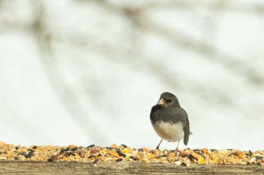 Bu siyah gözlü junco ahşap korkuluklara geldi. Kuş yemi bu kuşun etrafına saçılmış. Bu kuşun bir diğer adı da kar kuşu. Beyaz göbekli siyah tüyler çok tatlı görünüyor..