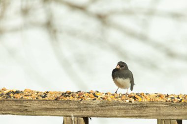 Bu siyah gözlü junco ahşap korkuluklara geldi. Kuş yemi bu kuşun etrafına saçılmış. Bu kuşun bir diğer adı da kar kuşu. Beyaz göbekli siyah tüyler çok tatlı görünüyor..