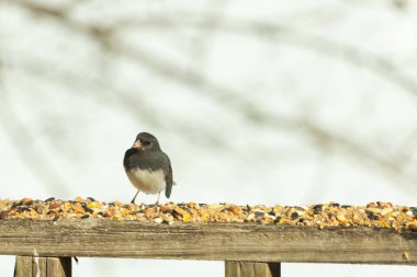 Bu siyah gözlü junco ahşap korkuluklara geldi. Kuş yemi bu kuşun etrafına saçılmış. Bu kuşun bir diğer adı da kar kuşu. Beyaz göbekli siyah tüyler çok tatlı görünüyor..