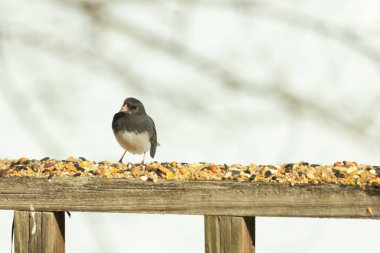 Bu siyah gözlü junco ahşap korkuluklara geldi. Kuş yemi bu kuşun etrafına saçılmış. Bu kuşun bir diğer adı da kar kuşu. Beyaz göbekli siyah tüyler çok tatlı görünüyor..