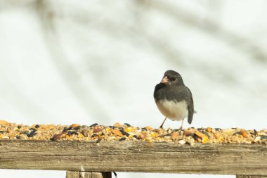 Bu siyah gözlü junco ahşap korkuluklara geldi. Kuş yemi bu kuşun etrafına saçılmış. Bu kuşun bir diğer adı da kar kuşu. Beyaz göbekli siyah tüyler çok tatlı görünüyor..