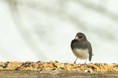 Bu siyah gözlü junco ahşap korkuluklara geldi. Kuş yemi bu kuşun etrafına saçılmış. Bu kuşun bir diğer adı da kar kuşu. Beyaz göbekli siyah tüyler çok tatlı görünüyor..